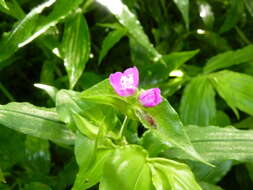 Image de Tradescantia poelliae D. R. Hunt