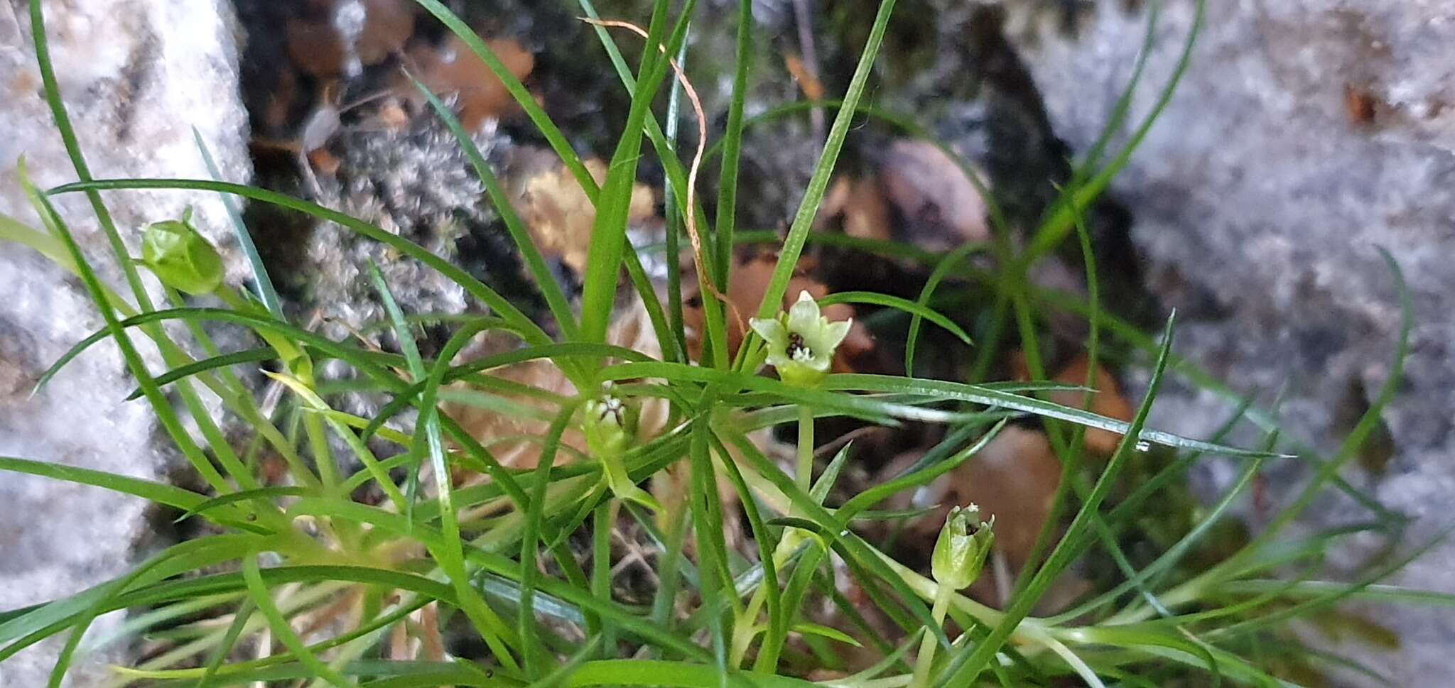 Image of Colobanthus apetalus (Labill.) Druce