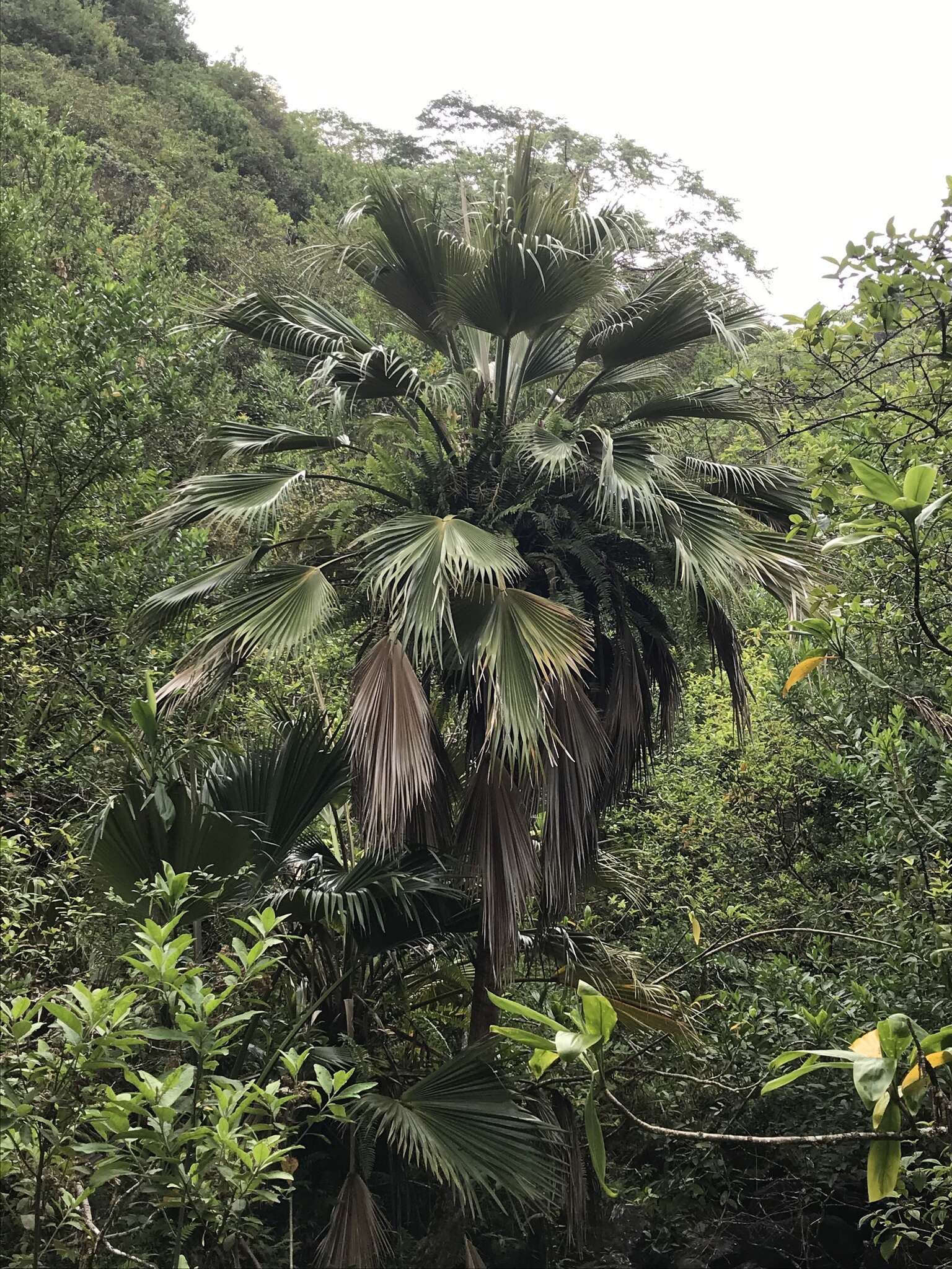 Sivun Pritchardia martii (Gaudich.) H. Wendl. kuva