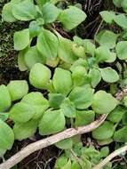 Image of Aeonium goochiae Webb. & Berth.