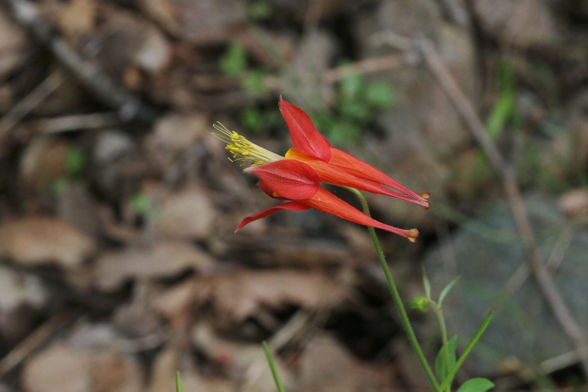 Слика од Aquilegia desertorum (M. E. Jones) Cockerell ex Heller