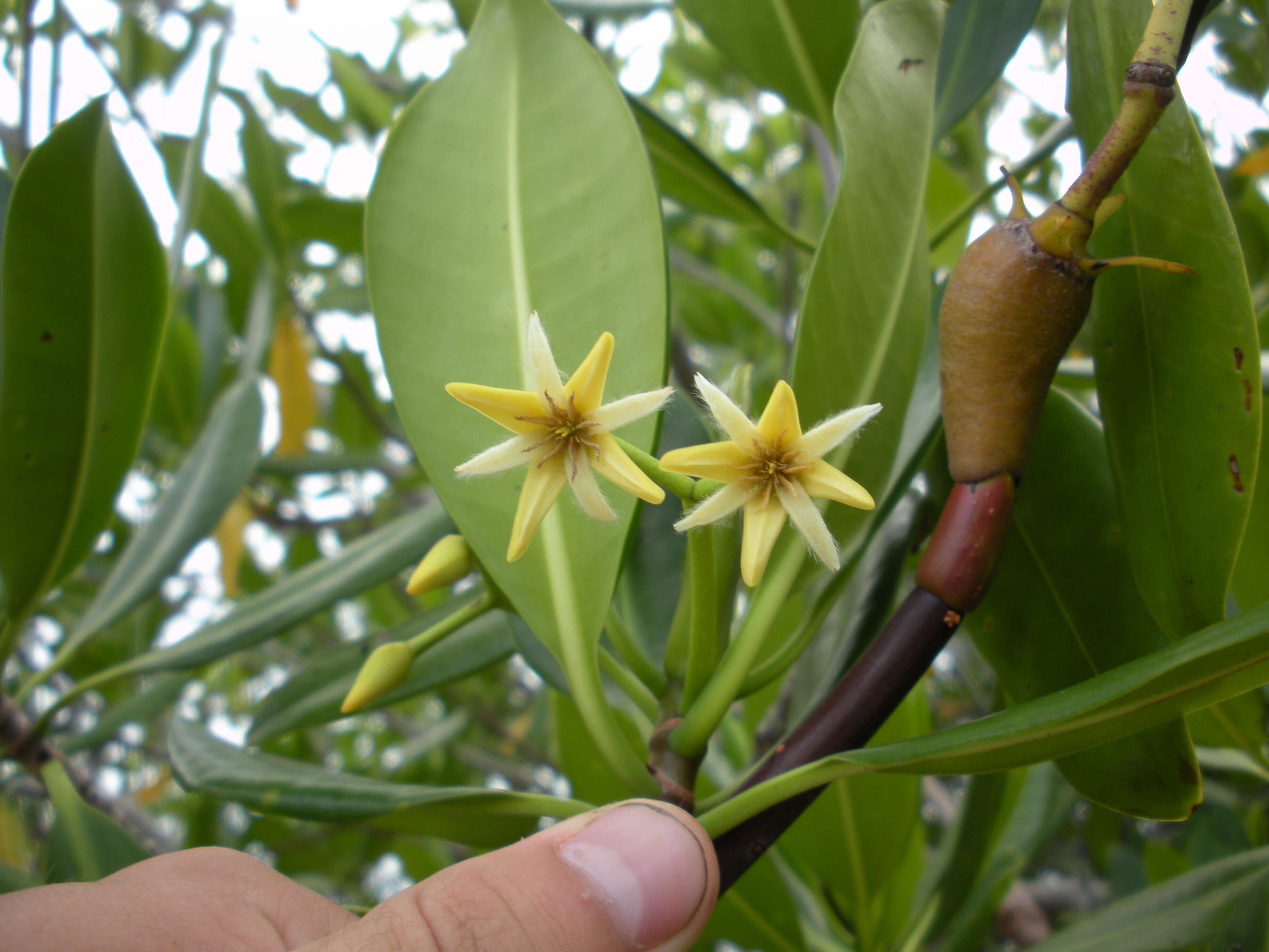 Image of red mangrove