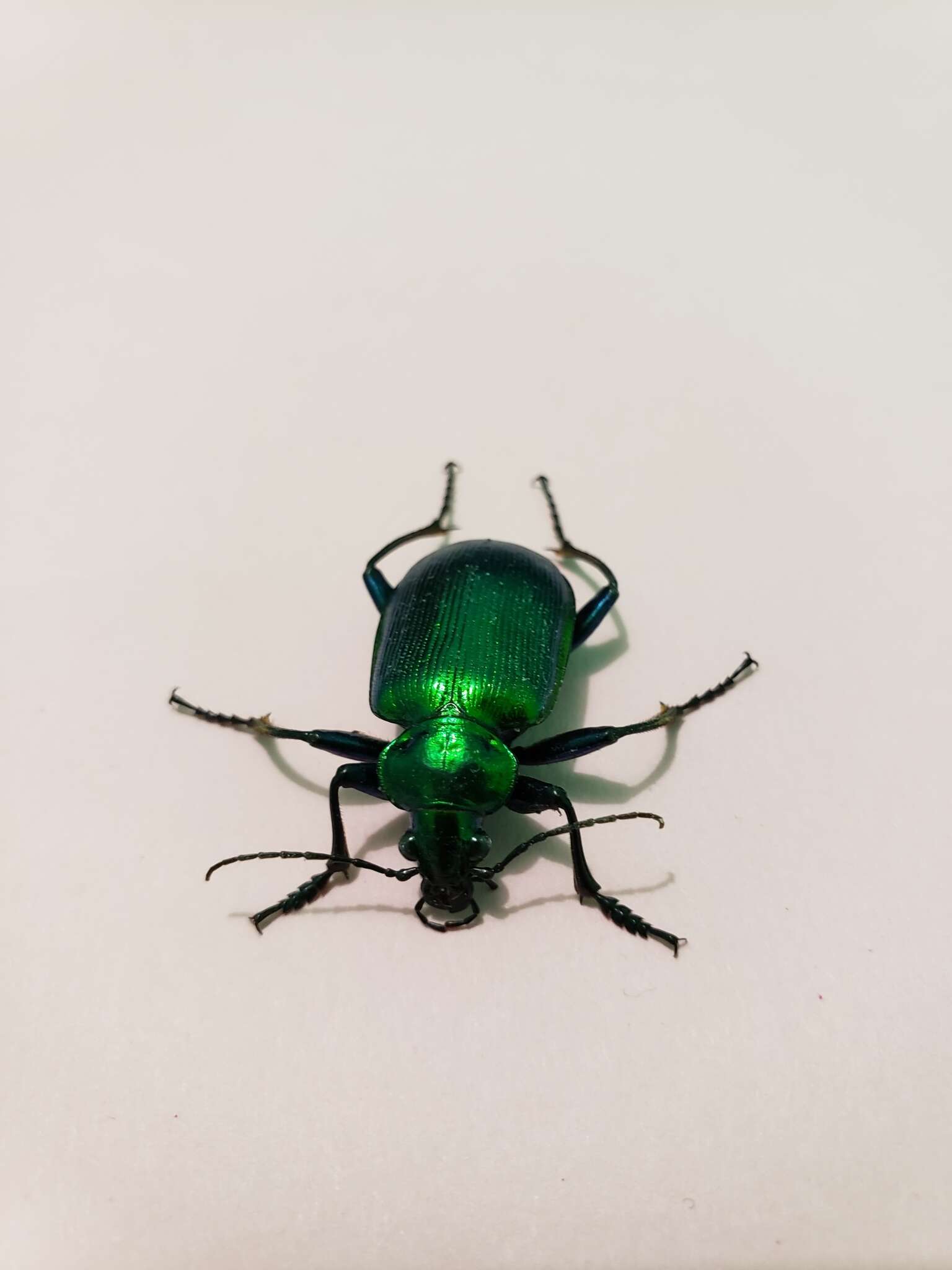 Sivun Calosoma (Calosoma) aurocinctum Chaudoir 1850 kuva