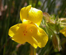 Image of Erythranthe guttata (DC.) G. L. Nesom