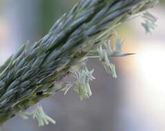 Image of deergrass