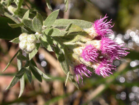 Image of arrowweed