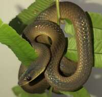 Image of Non-banded Philippine Burrowing Snake