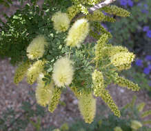 Sivun Prosopis pubescens Benth. kuva