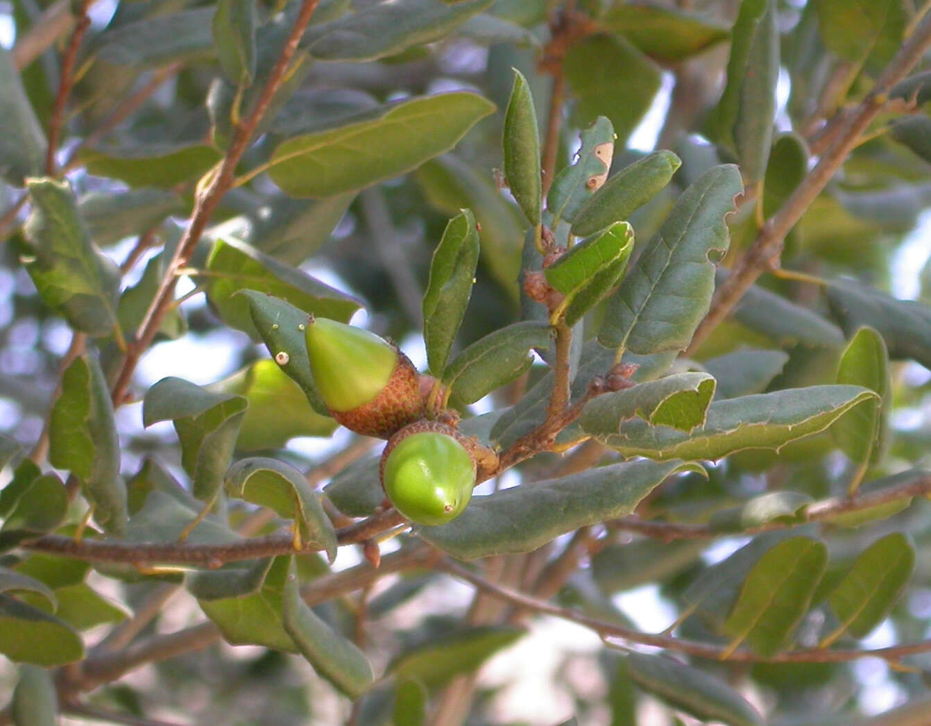 Image of California Live Oak