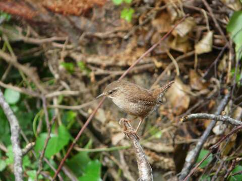 Image of Eurasian Wren