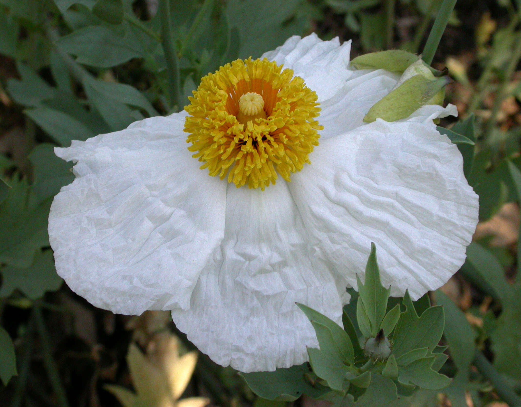 Image of bristly Matilija poppy