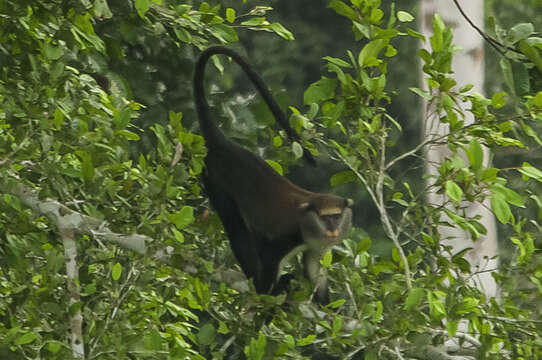 Image of Lowe's Guenon