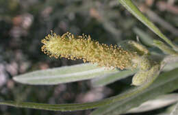 Image of narrowleaf willow