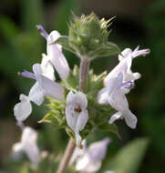 Image of black sage