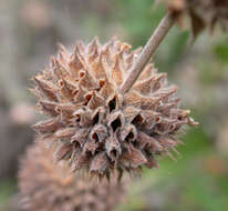 Image of black sage