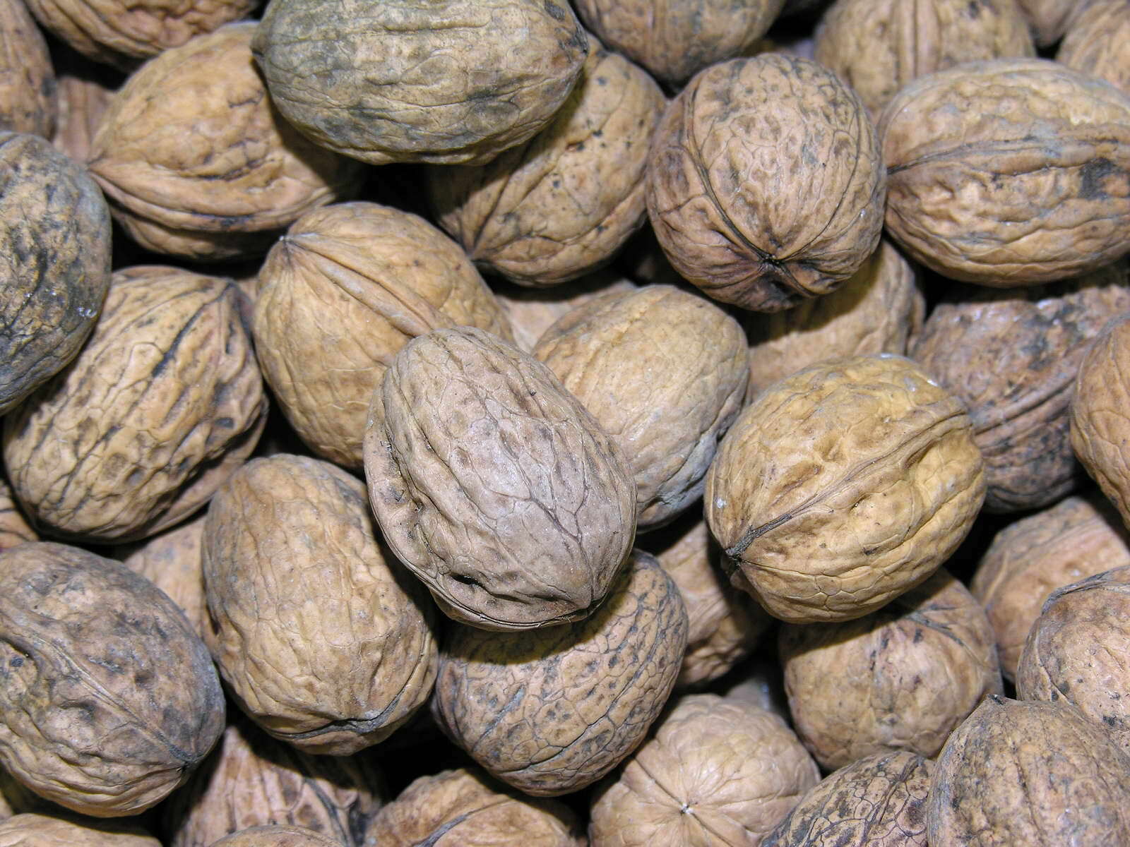 Image of Common walnut