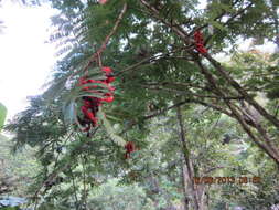 Image of wild tamarind