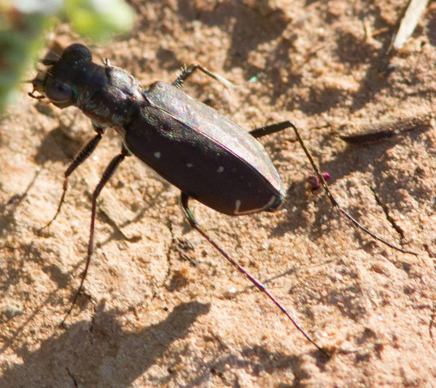 Plancia ëd Cicindela (Cicindelidia) punctulata punctulata A. G. Olivier 1790