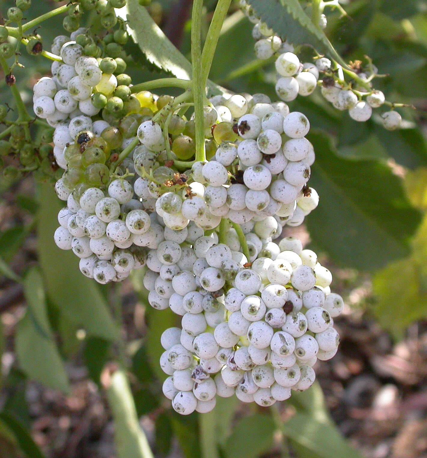 Image of Sambucus cerulea