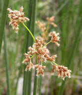 Image of American bulrush