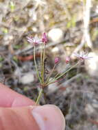 Image of Strumaria tenella subsp. tenella