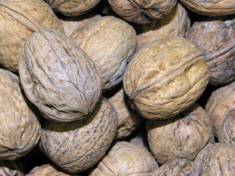 Image of Common walnut