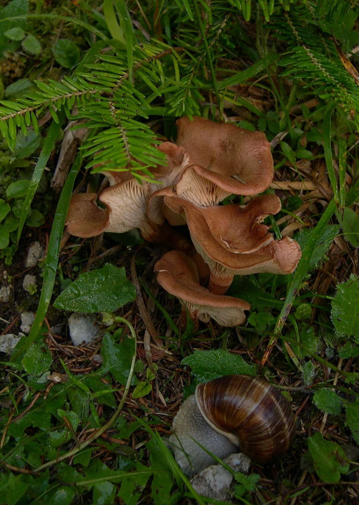 Image of Clitocybe