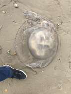 Image of barrel jellyfish