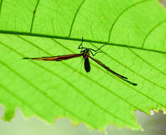 Image of Stalachtis calliope (Linnaeus 1758)