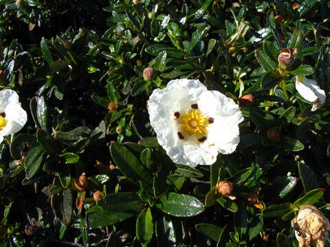 Image of Rockrose