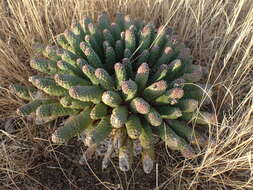 Euphorbia esculenta Marloth resmi