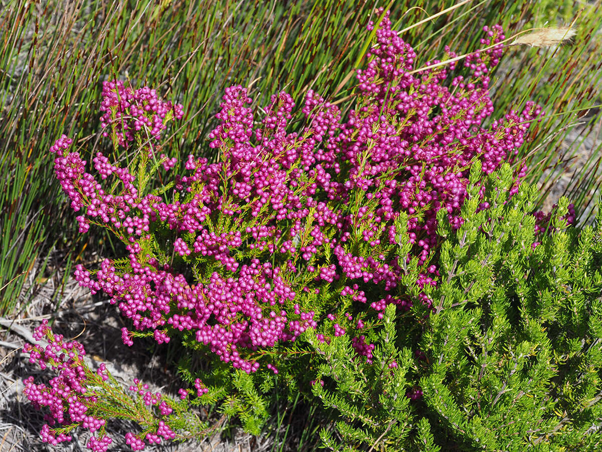 Image of Erica multumbellifera Tausch