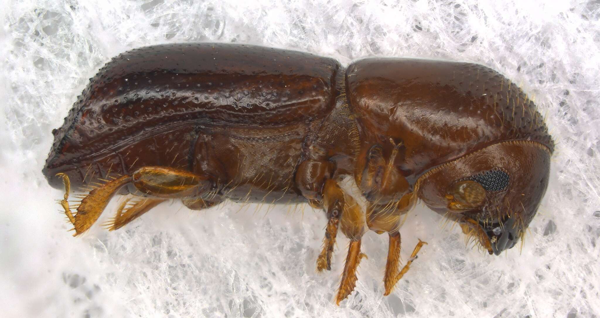 Image of Redbay Ambrosia Beetle