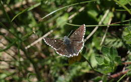 Image of Dusky Grizzled Skipper