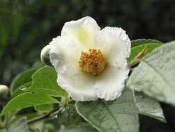 Imagem de Stewartia pseudocamellia Maxim.