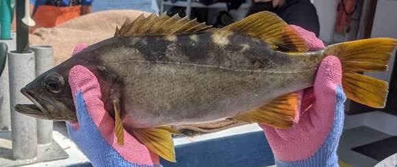 Image of Olive rockfish