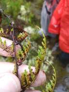 Image of Culcita coniifolia (Hook.) Maxon