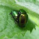 Image of Chrysolina herbacea