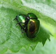 Image of Chrysolina herbacea