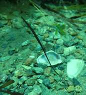 Image of Southern Gulf pipefish