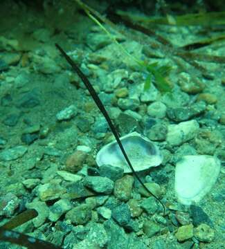 Image of Southern Gulf pipefish