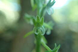 Image of Denseflower rein orchid