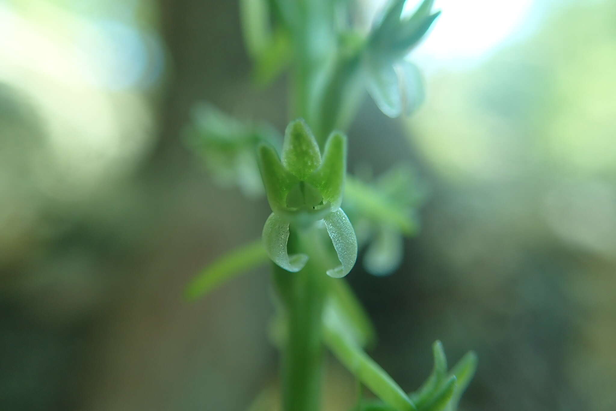 Image of Denseflower rein orchid