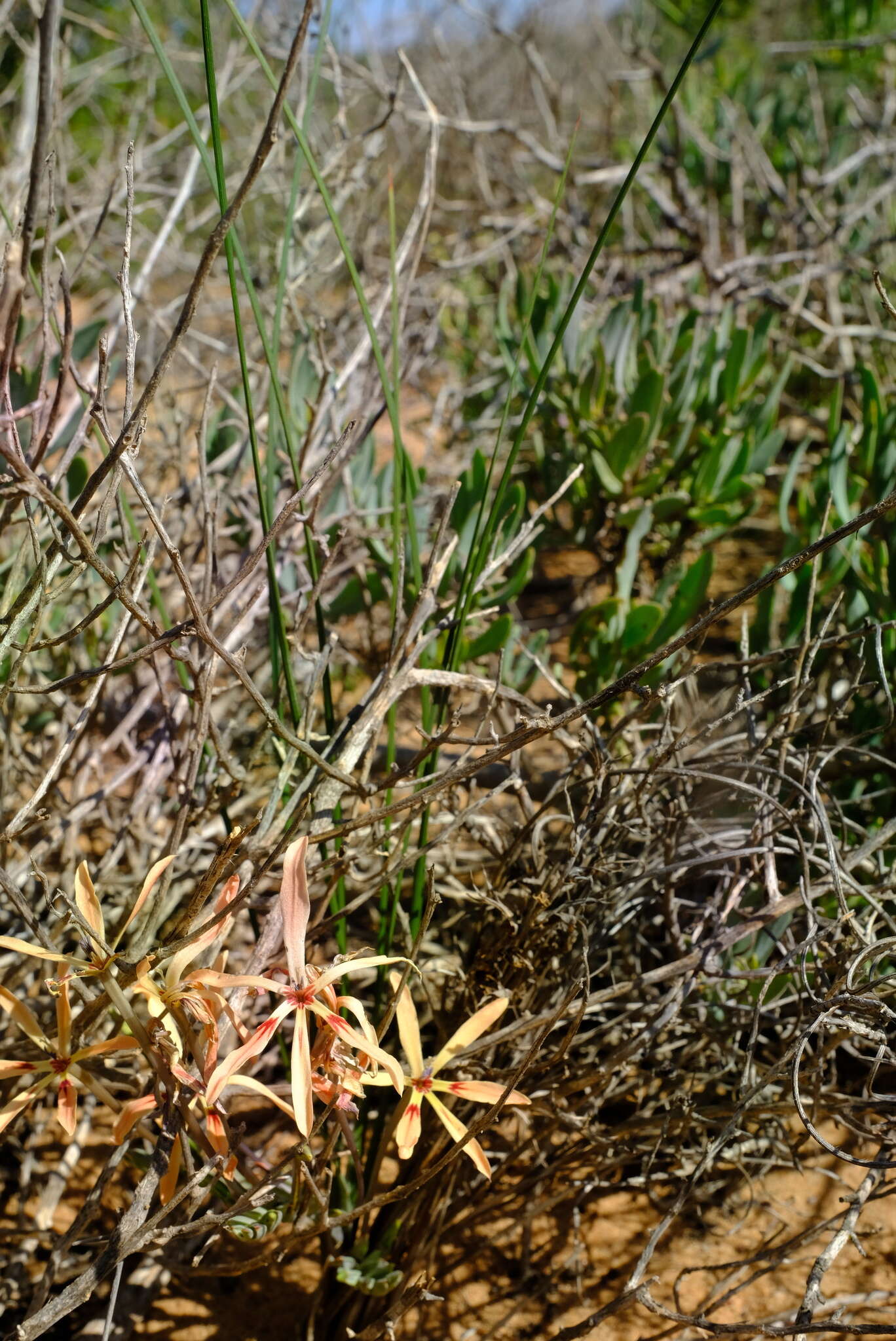 Image of Babiana teretifolia Goldblatt & J. C. Manning