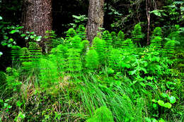 Слика од Equisetum sylvaticum L.