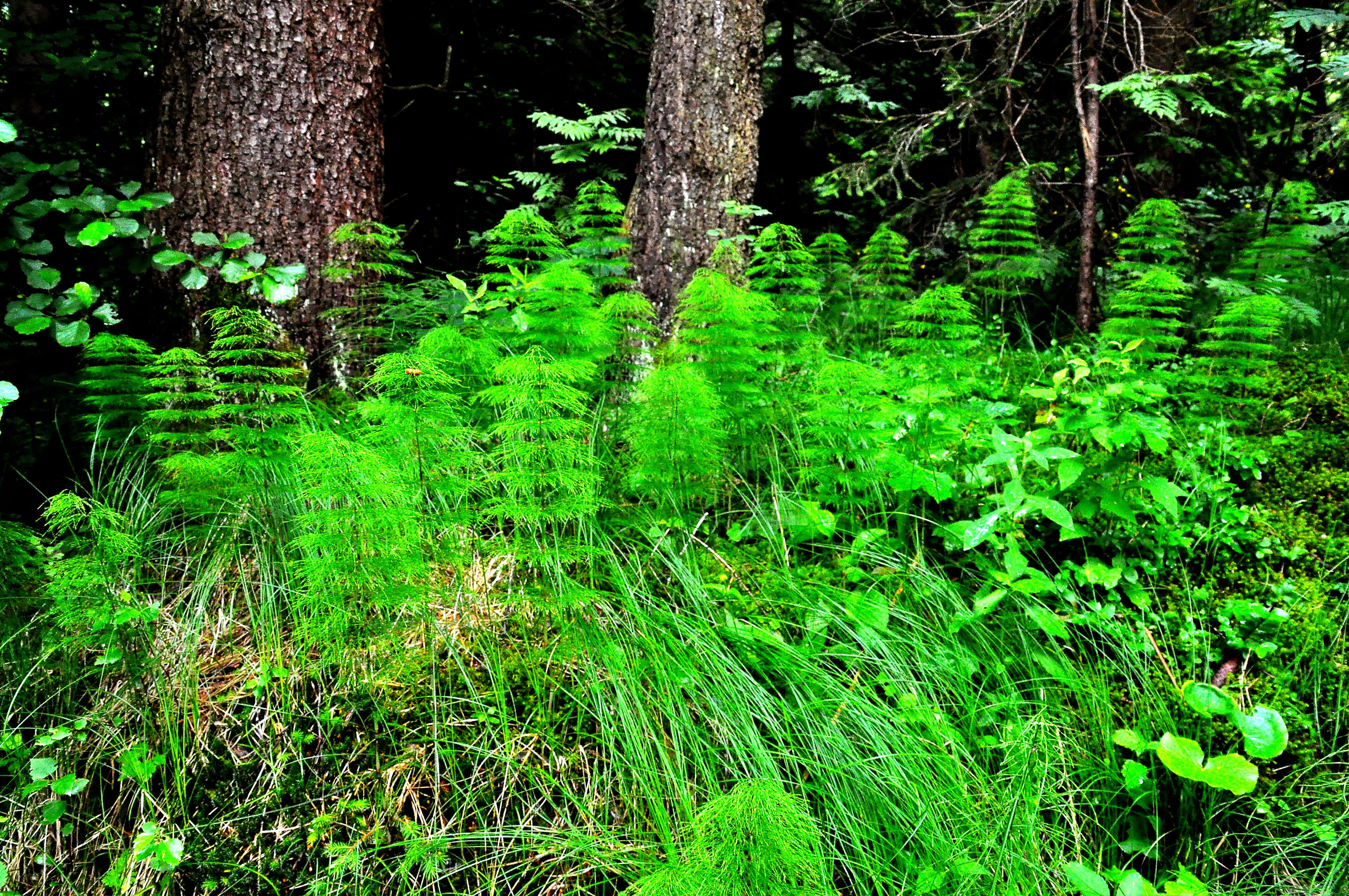 Imagem de Equisetum sylvaticum L.