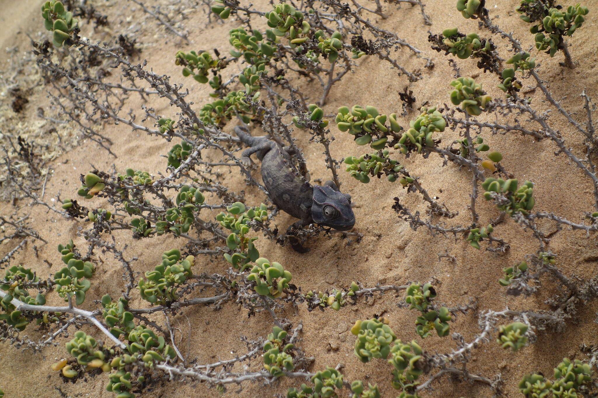 Image of Desert Chameleon