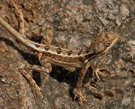 Image of Fan Throated Lizard