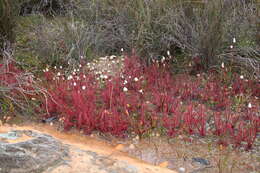 Image of Drosera alba Phill.