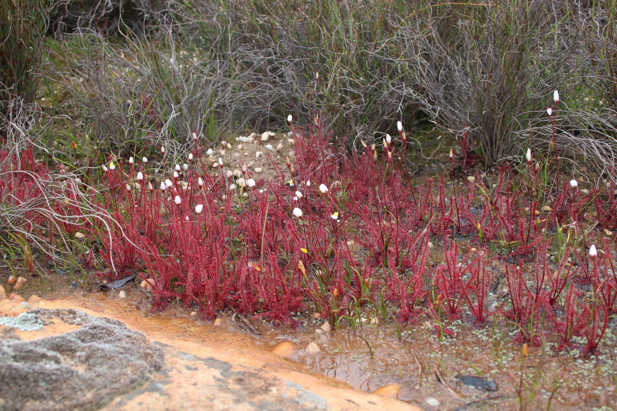 Image of Drosera alba Phill.